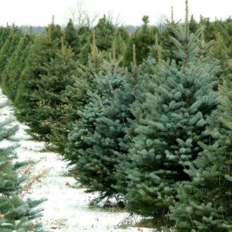 Târg cu brazi în sectoarele or. Chișinău