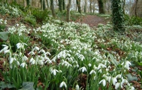 Direcția generală comerț APPS vă aduce la cunoștință că este interzisă colectarea plantelor vernale de pădure (ghiocei, brândușe,
dediței, lalele biberstein, lalele pestrițe, rușcuțe de primăvară, bujori de pădure,viorele), cele incluse în Cartea Roșie și în convențiile internaționale.