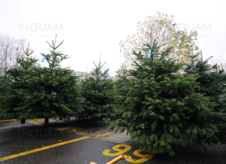 Comercializarea brazilor pe teritoriul orașului Chișinău, în perioada sărbătorilor de iarnă 2025-2026